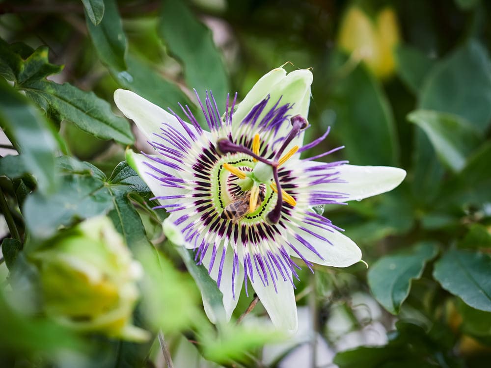 passiflora