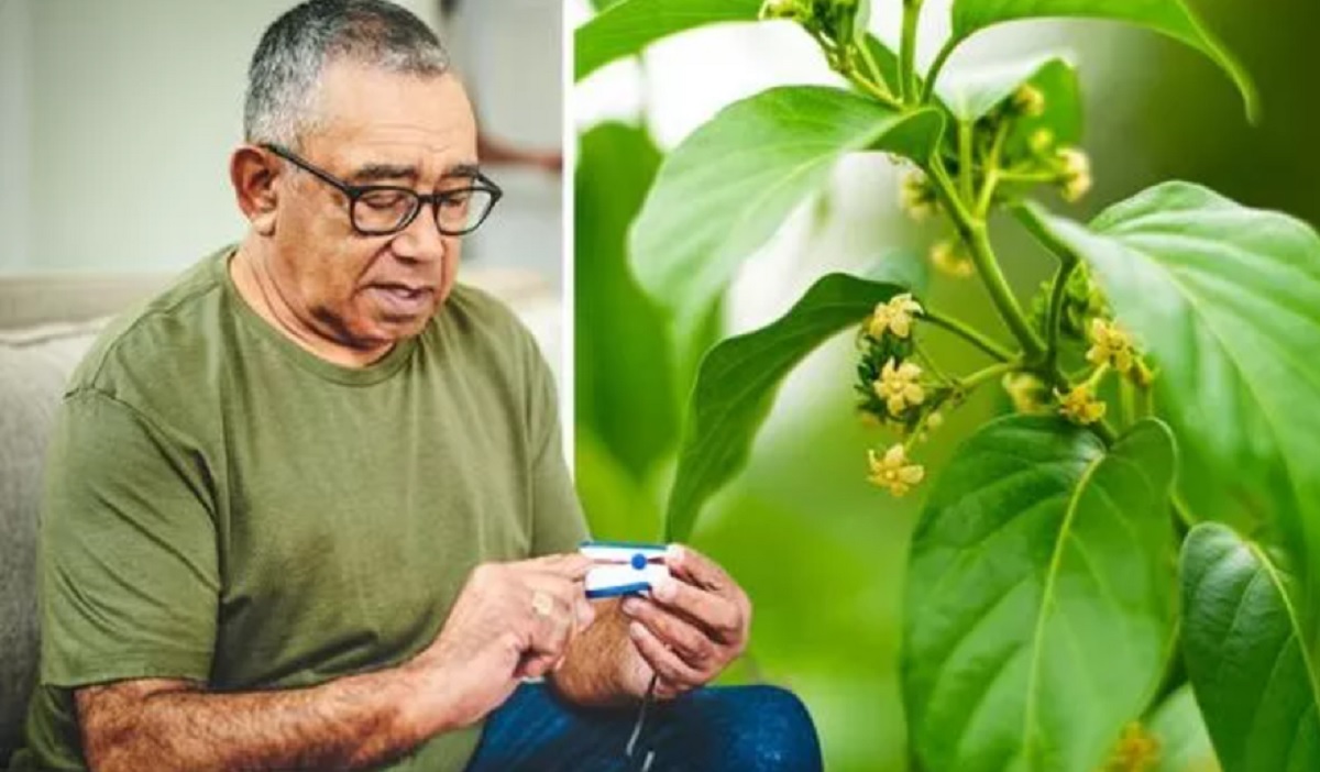 Gymnema sylvestre – Planta care poate vindeca diabetul zaharat
