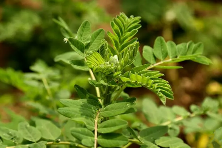 Astragalus – beneficii, proprietăți, prospect și contraindicații