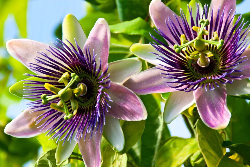 Passiflora sau Floarea pasiunii – Beneficii, proprietăți, recomandări