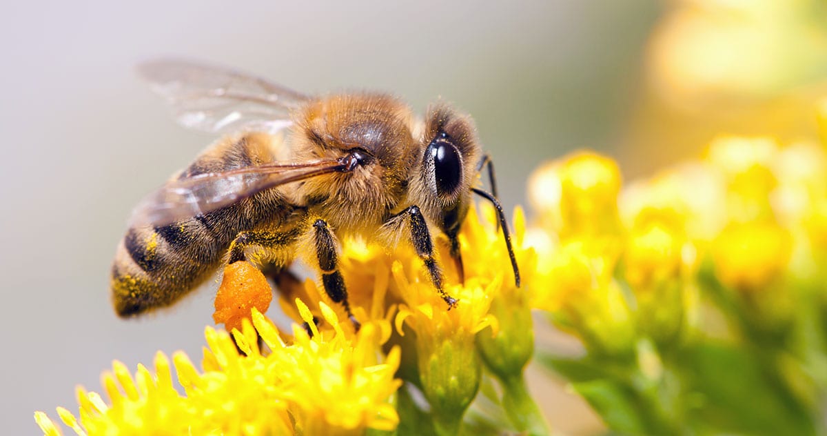 Ce este păstura de albine ? Beneficii, proprietăți, contraindicații