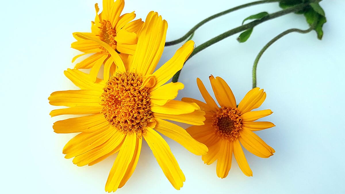 Arnica – beneficii, recomandări, modalități de a o utiliza