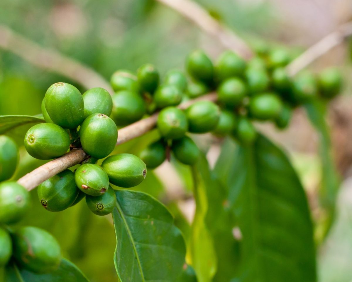 Cafea verde: beneficii, proprietăți, contraindicații