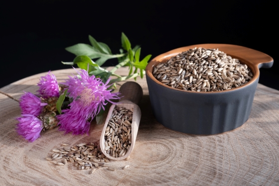 Semințele de armurariu: beneficii, proprietăți și contraindicații