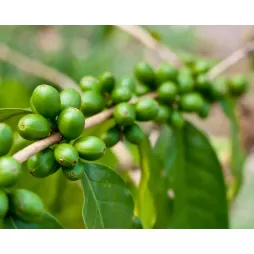 Poza Cafea verde: beneficii, proprietăți, contraindicații