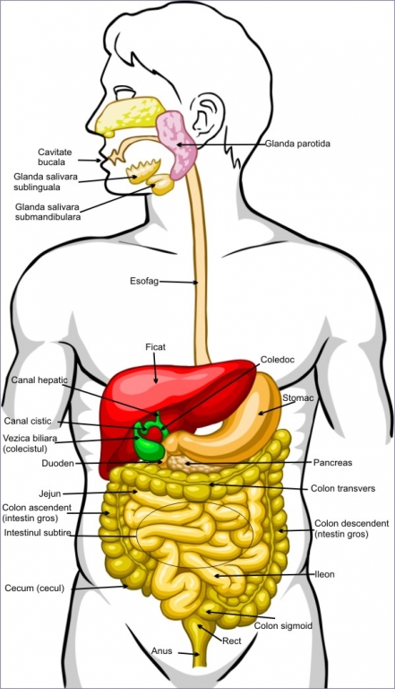 anatomia corpului uman