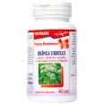 Branca ursului 40cps - FAVISAN