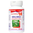 Branca ursului 40cps - FAVISAN
