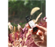 Extract vita rosie 10ml - ELLEMENTAL