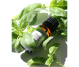 Ulei esential busuioc tropical 10ml - ELLEMENTAL