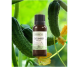 Extract castravete bio 10ml - ELLEMENTAL