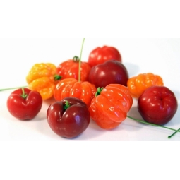 Pulbere acerola 60g - EVERTRUST