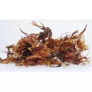 Alge irish moss uscate 60g - EVERTRUST