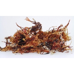 Alge irish moss uscate 60g - EVERTRUST