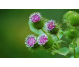 Tinctura brusture 50ml - FAUNUS PLANT