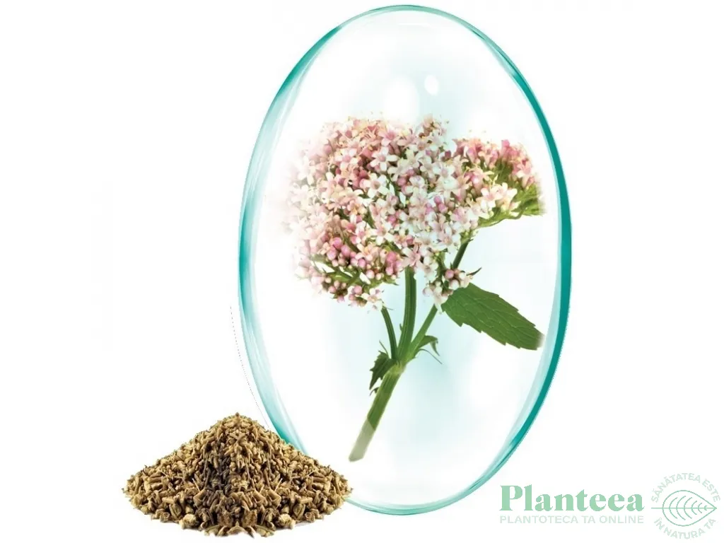 Valeriana 30cps - ROTTA NATURA