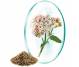 Valeriana 30cps - ROTTA NATURA