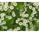 Tinctura paducel frunze flori 50ml - DACIA PLANT