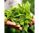 Ceai verde ceylon Bouquet green freshness 1,5gx25dz - BASILUR