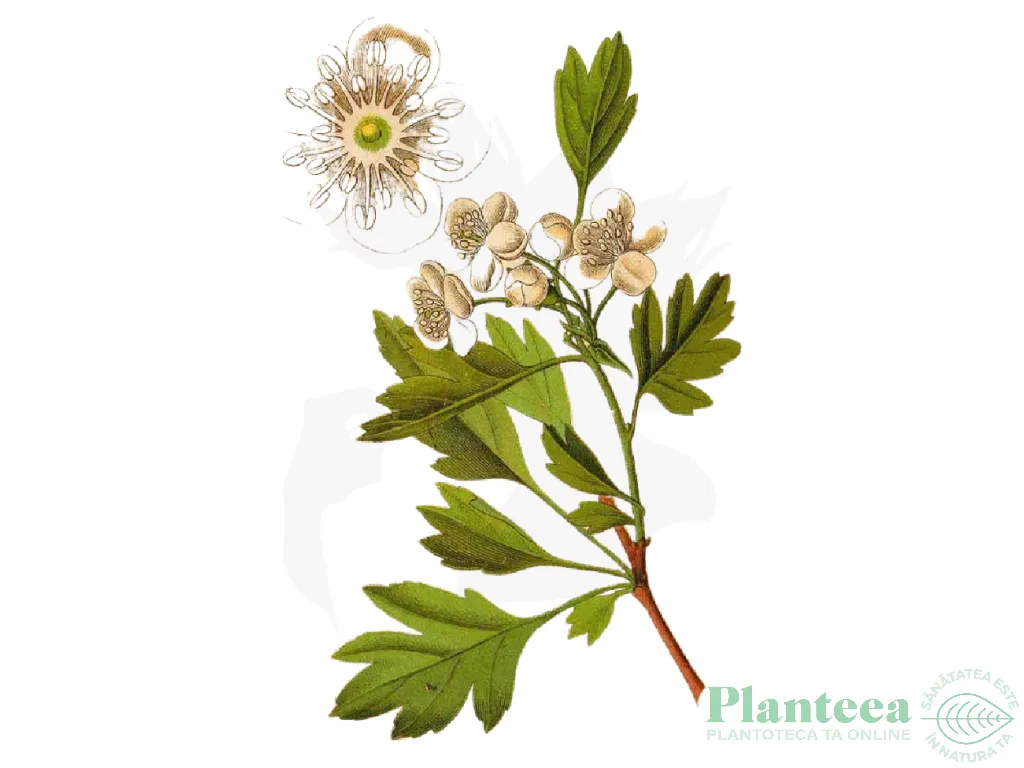 Tinctura paducel flori frunze 50ml - FAUNUS