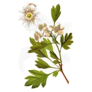 Tinctura paducel flori frunze 50ml - FAUNUS