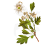 Tinctura paducel flori frunze 50ml - FAUNUS PLANT