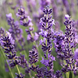 Tinctura lavanda 50ml - FAUNUS