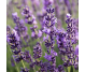 Tinctura lavanda 50ml - FAUNUS PLANT