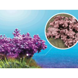 Pachet Alga calcaroasa 60+30cps - DVR PHARM