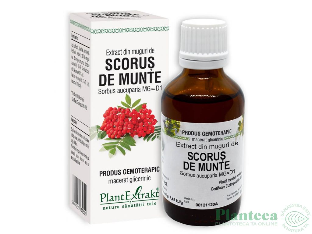 Gemoderivat scorus munte muguri 50ml - PLANTEXTRAKT