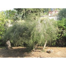 Ulei esential tea tree australian 50ml - HERBAL SANA