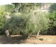 Ulei esential tea tree australian 10ml - HERBAL SANA