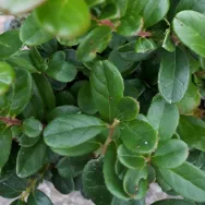 Ceai merisoare frunze 50g - BONCHIS