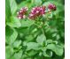 Ulei esential oregano 100% pur 10ml - FARES