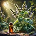 Ulei esential patchouli 10ml - HERBAL SANA
