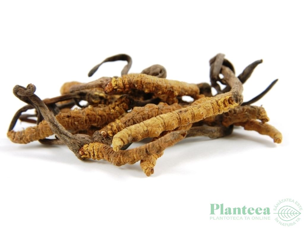 Pulbere cordyceps 60g - EVERTRUST