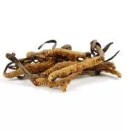 Pulbere cordyceps 60g - EVERTRUST