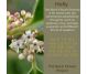 Picaturi florale holly nr15 20ml - BACH REMEDIES