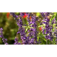 Tinctura salvie 50ml - FAUNUS PLANT