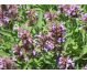 Ulei esential salvie 10ml - HERBAL SANA