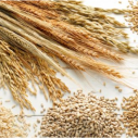 Importanta cerealelor in alimentatie