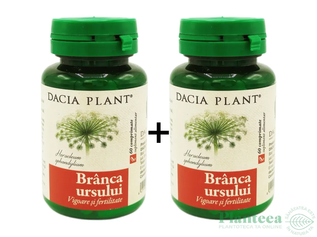 Set Branca ursului 2x60cp - DACIA PLANT