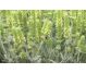 Ceai iarba de fier 40g - HYPERICUM PLANT