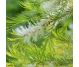 Ulei esential tea tree 100% pur 10ml - FARES