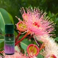Ulei parfumat eucalipt 10ml - AROMA LAND