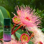 Ulei parfumat eucalipt 10ml - AROMA LAND