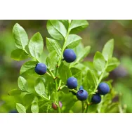 Tinctura afin frunze 50ml - FAUNUS