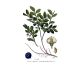Tinctura afin frunze 50ml - FAUNUS PLANT