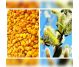 Polen salcie uscat granule 120g - APICOL SCIENCE