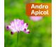 Remediu apicol Andro Apicol 230g - APICOL SCIENCE